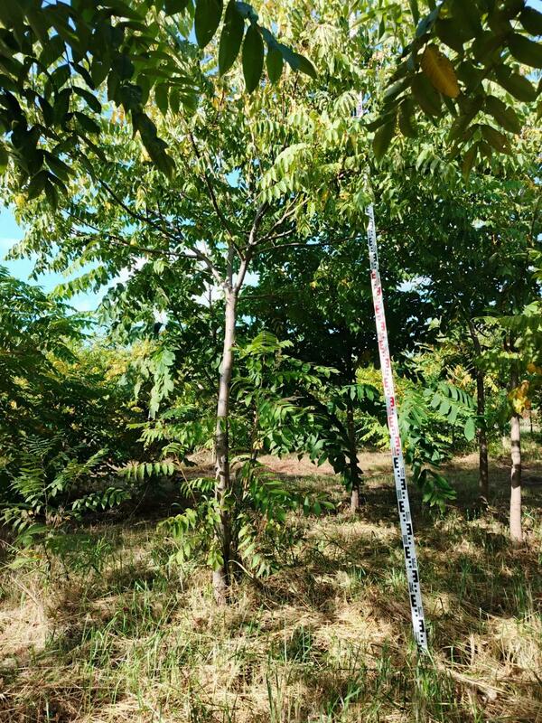 Орех маньчжурский (Juglans mandshurica)