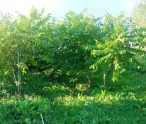Орех маньчжурский (Juglans mandshurica)