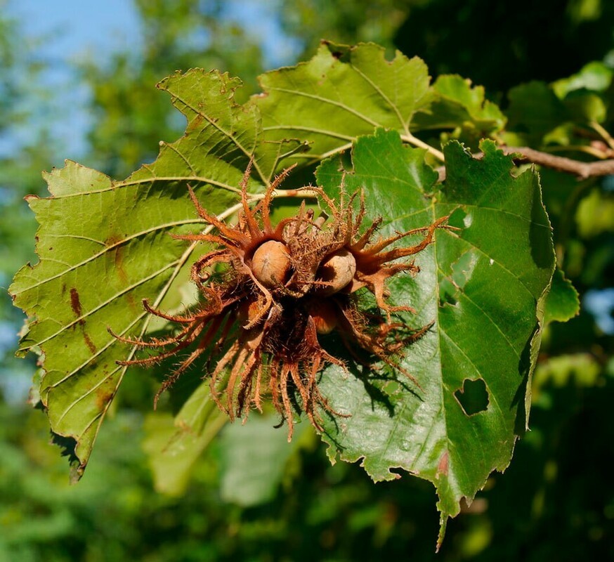 Орех медвежий (Corylus colurna)