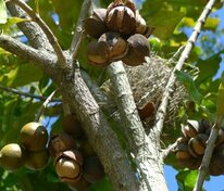 Орех медвежий (Corylus colurna)
