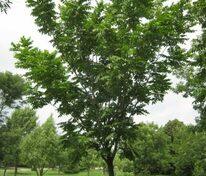 Орех серый (Juglans cinerea)