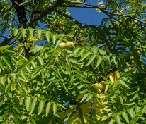 Орех черный (Juglans nigra)