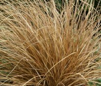 Осока Милк Шоколад (Carex 'Milk Chocolate')