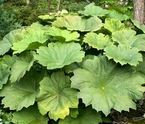 Астильбоидес пластинчатый (Astilboides tabularis)