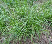 Осока Арнелла (Carex arnelli)