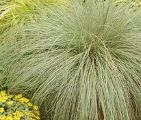 Осока власовидная Фростед Кёрлс (Carex comans 'Frosted Curls')