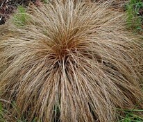 Осока косматая Бронз Форм (Carex testacea 'Bronze Form')