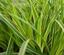 Осока Морроу Вариегата (Carex morrowii 'Variegata')