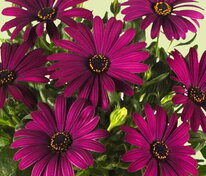 Остеоспермум Маргарита микс (Osteospermum 'Margarita mix') смесь