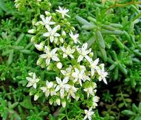 Очиток белый (Sedum album)