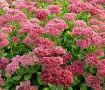 Очиток видный Бриллиант (Hylotelephium spectabile 'Brilliant')