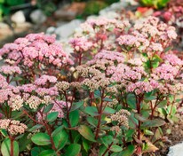 Очиток видный Кармен (Hylotelephium spectabile 'Carmen')