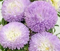 Астра Челси Сильвер (Aster 'Chelsea Silver')