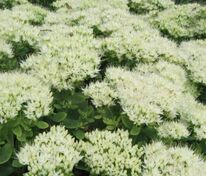 Очиток видный Айсберг (Hylotelephium spectabile 'Ice Berg')