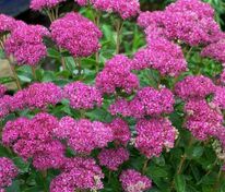 Очиток гибридный Карл (Hylotelephium 'Carl')