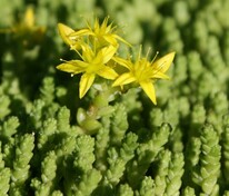 Очиток едкий (Sedum acre)