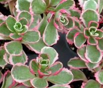 Очиток камчатский Триколор (Phedimus kamtschaticus 'Tricolor')