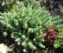 Очиток отогнутый (Sedum reflexum)