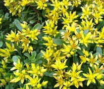 Очиток цветоносный (Sedum floriferum)