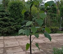 Павловния Шан Тонг (Paulownia 'Shan Tong')