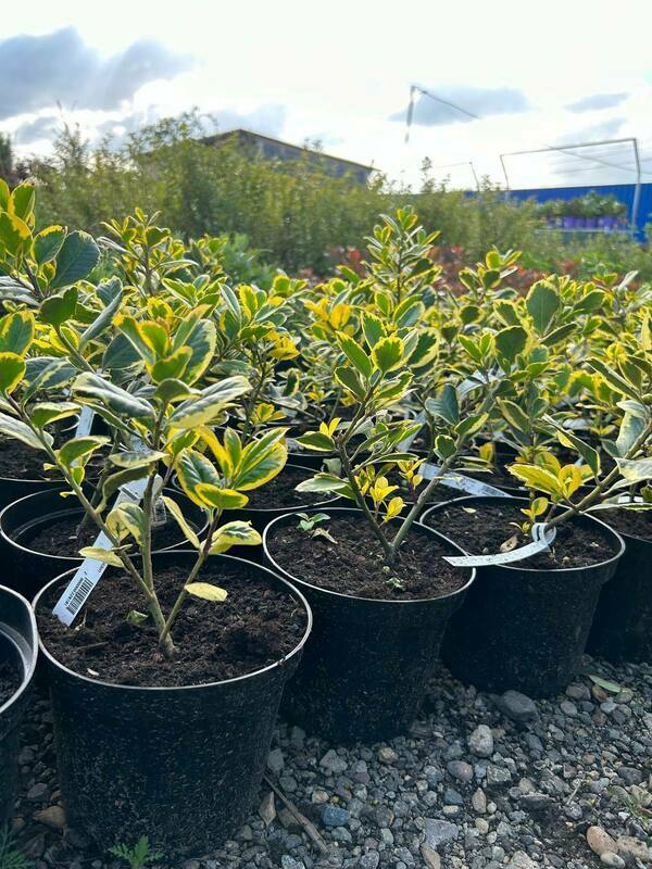 Падуб алтакларенский Голден Кинг (Ilex x altaclerensis 'Golden King')