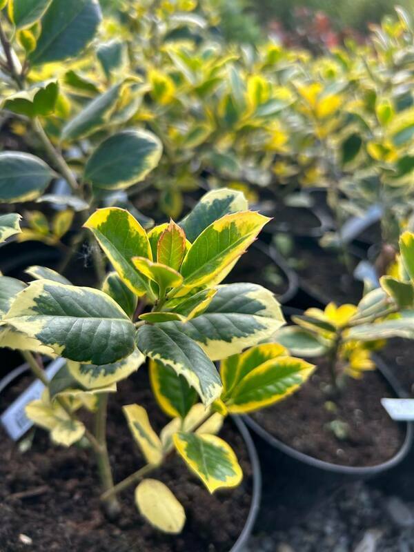 Падуб алтакларенский Голден Кинг (Ilex x altaclerensis 'Golden King')
