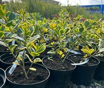 Падуб алтакларенский Голден Кинг (Ilex x altaclerensis 'Golden King')