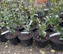 Падуб мезерва Блю Принс (Ilex x meserveae 'Blue Prince')