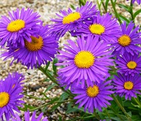 Астра альпийская (Aster alpinus)
