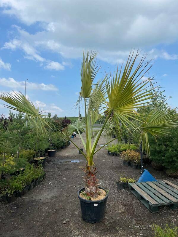 Пальма Вашингтония (Washingtonia)