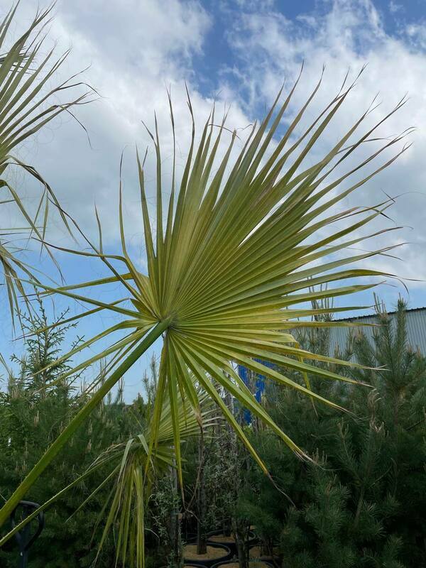Пальма Вашингтония (Washingtonia)