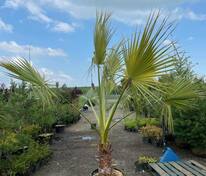 Пальма Вашингтония (Washingtonia)