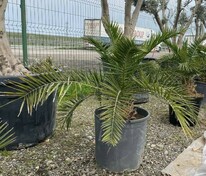 Пальма Финик пальчатый (Phoenix dactylifera)