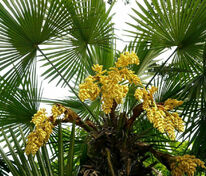 Пальма Трахикарпус (Trachycarpus)