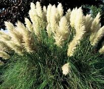 Пампасная трава Пумила (Cortaderia selloana 'Pumila')