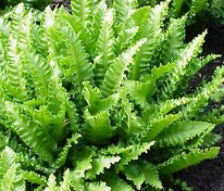 Листовик сколопендровый (Asplenium scolopendrium)