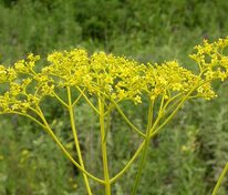 Патриния скабиозолистная (Patrinia scabiosifolia)