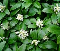 Пахизандра верхушечная (Pachysandra terminalis)