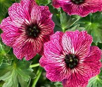 Пеларгония садовая (Pelargonium hortorum) в ассортименте