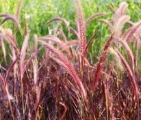 Пеннисетум щетинистый (Pennisetum setaceum) (просо)