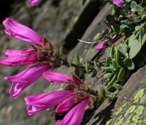 Пенстемон рупикола (Penstemon rupicola)