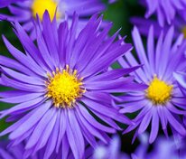 Астра альпийская Данкл Шон (Aster alpinus 'Dunkle Schöne')