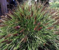 Перистощетинник Блэк Бьюти (Pennisetum alopecuroides 'Black Beauty')