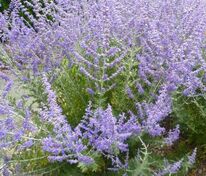 Перовския Блю Спайр (Perovskia 'Blue Spire')