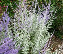 Перовския лебедолистная Силвери Блю (Perovskia atriplicifolia 'Silvery Blue')