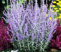 Перовския лебедолистная Литтл Спайр (Perovskia atriplicifolia 'Little Spire')