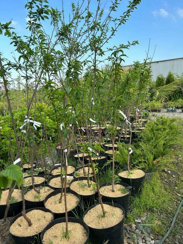 Персик Белый Лебедь (Prunus persica 'Belyy Lebed')