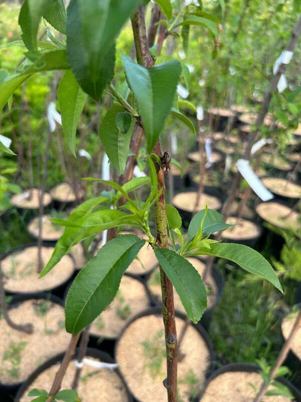 Персик Белый Лебедь (Prunus persica 'Belyy Lebed')