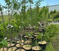 Персик Белый Лебедь (Prunus persica 'Belyy Lebed')