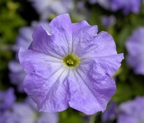 Петуния крупноцветковая (Petunia x hybrida grandiflora) в ассортименте